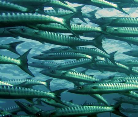 Fish farms… een tak die uitschiet in de maritieme sector! 